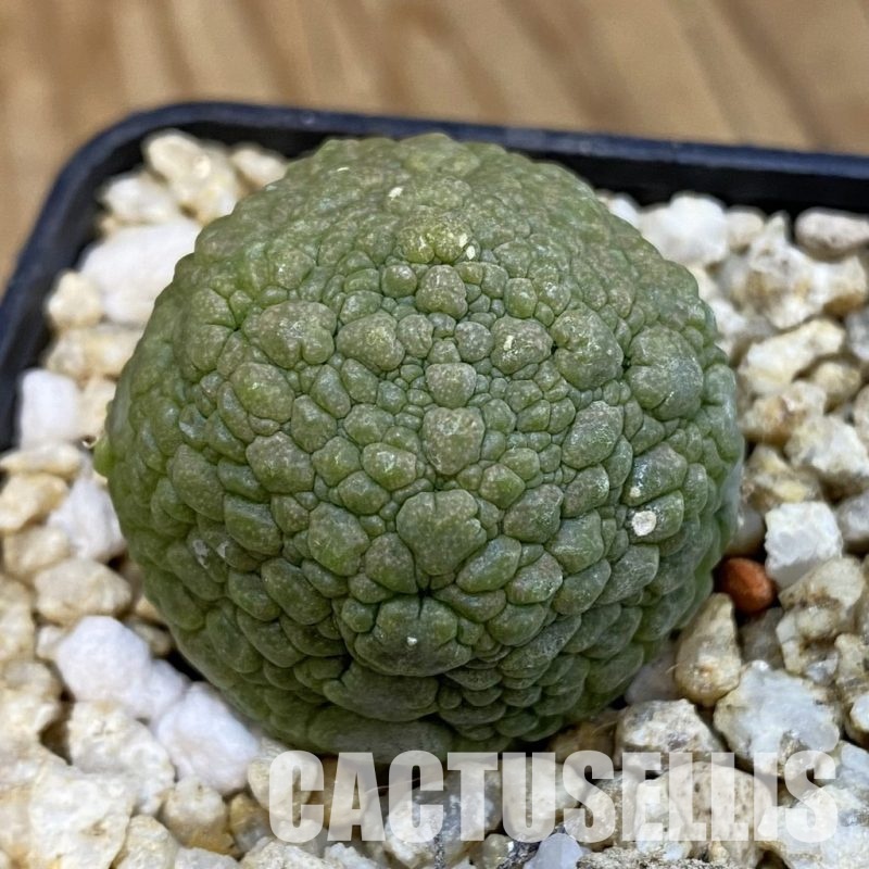 SH33090 Pseudolithos migiurtinus