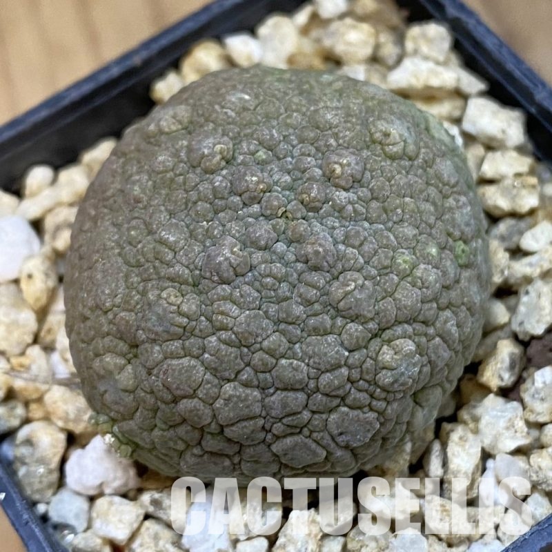 SH33091 Pseudolithos migiurtinus