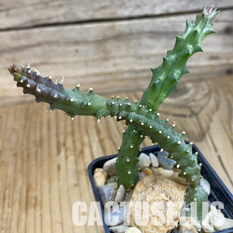 SH33068 Huernia hystrix hybrid