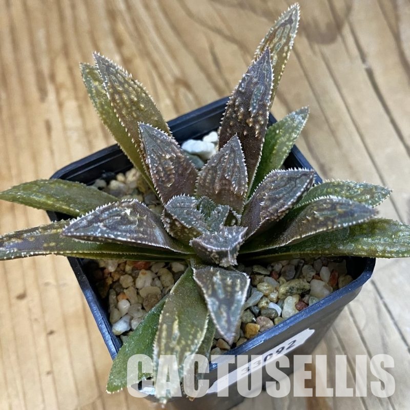 SH33092 Haworthia 'Black Major' x Haworthia 'Chocolate'