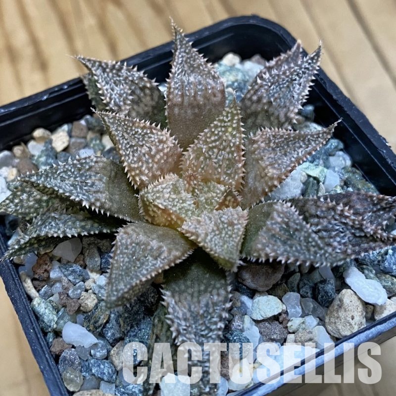 SH33093 Haworthia 'Hakuma'