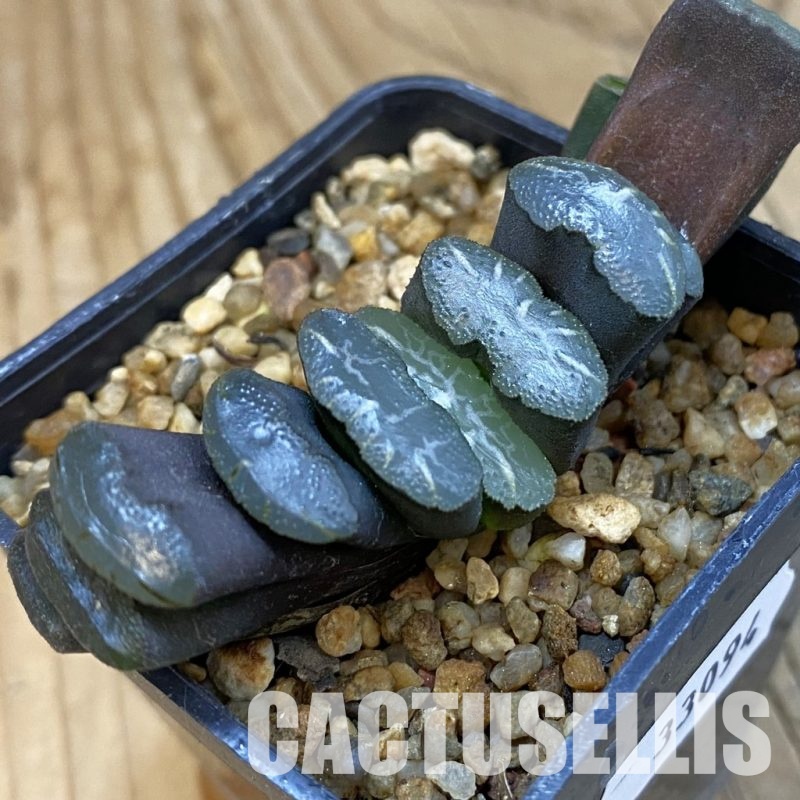 SH33094 Haworthia truncata -Japan-
