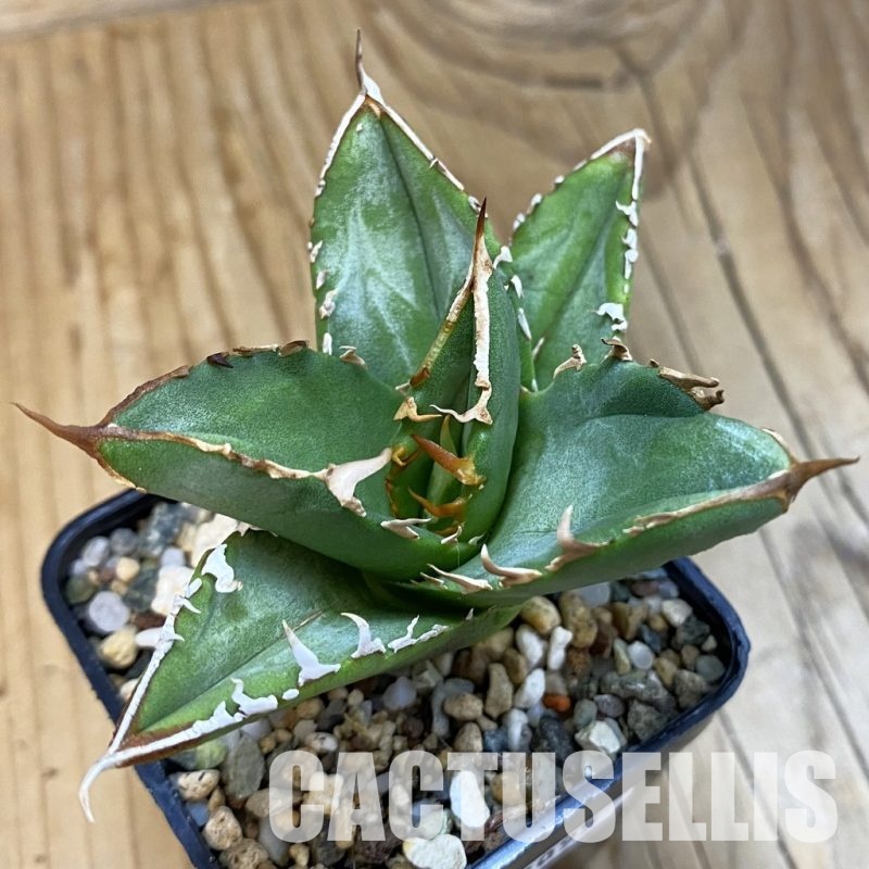 SH33095 Agave titanota ‘Sierra Extra White’