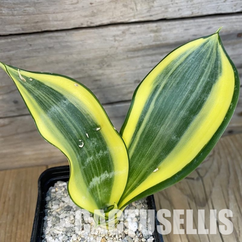 SH33096 Sansevieria trifasciata 'Golden Flame'