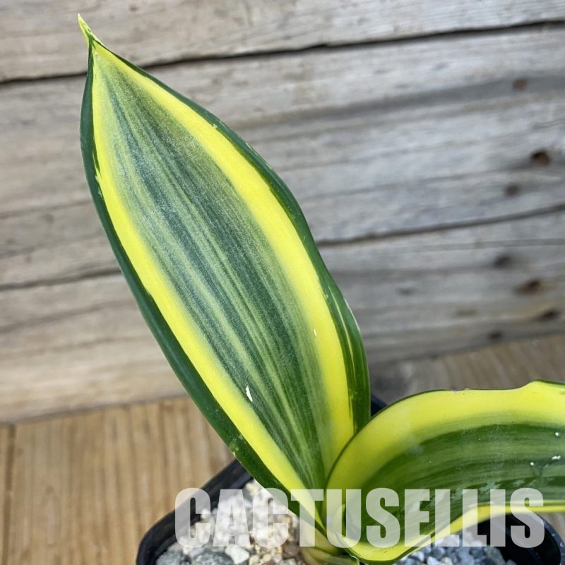 SH33097 Sansevieria trifasciata 'Golden Flame'