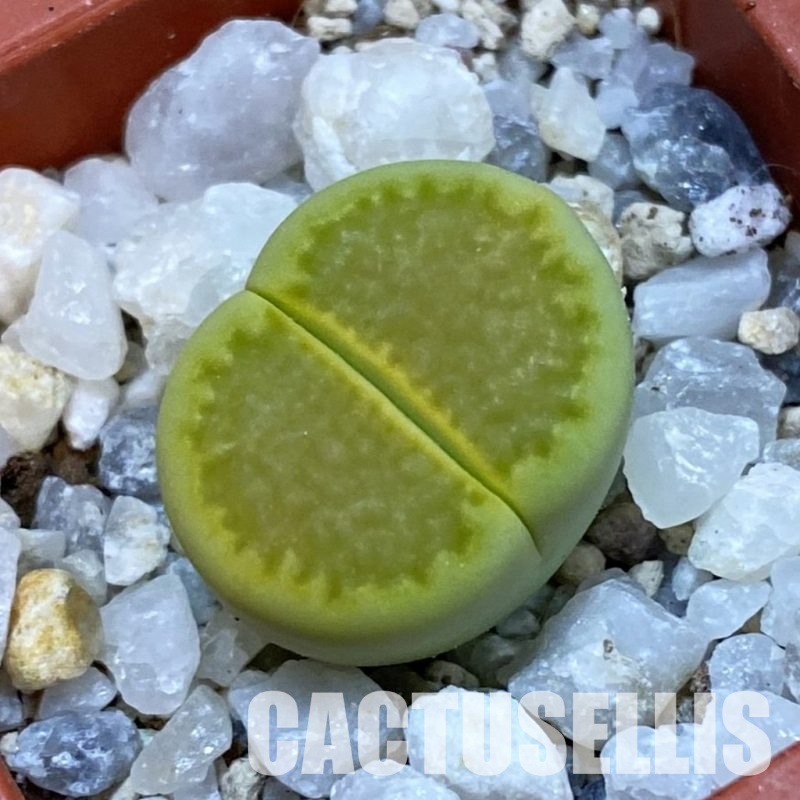 SH33141 Lithops hallii 'Yellow Biscuit' select form