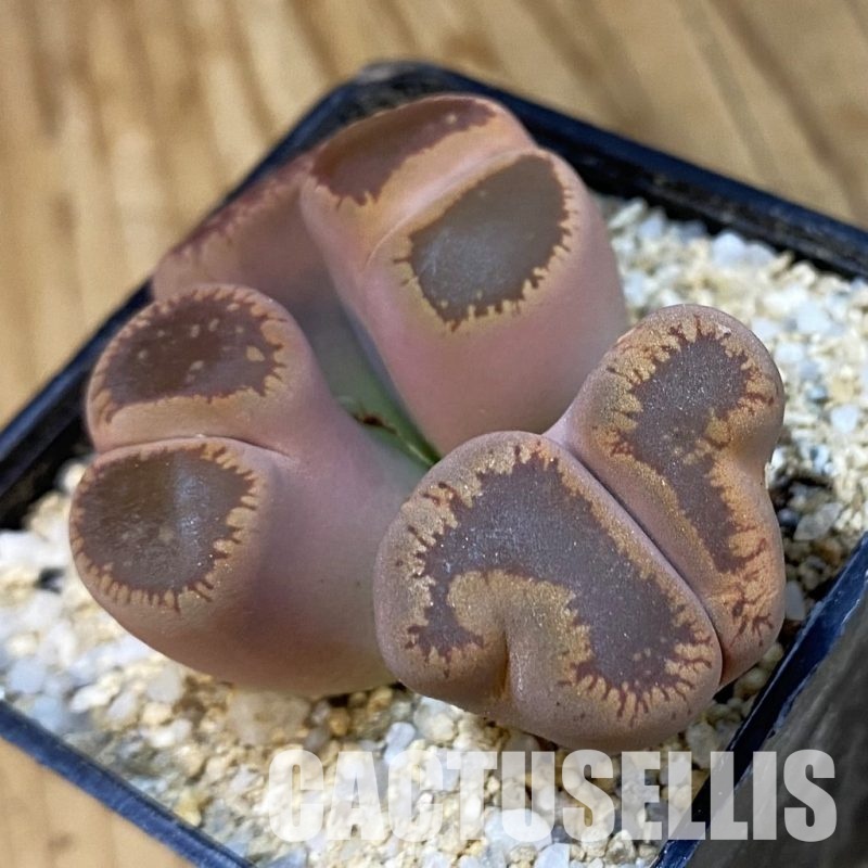 SH33181 Lithops aucampiae f. monstrosa