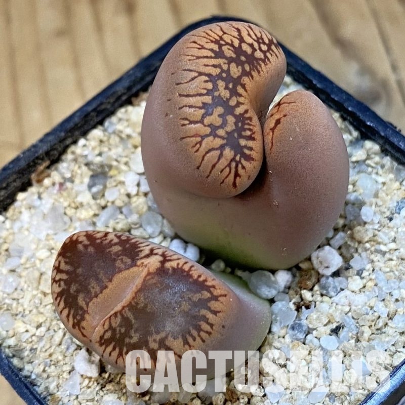 SH33182 Lithops aucampiae f. monstrosa