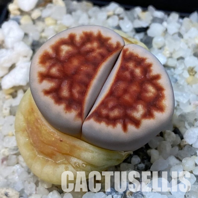 SH33183 Lithops karasmontana 'Top Red'