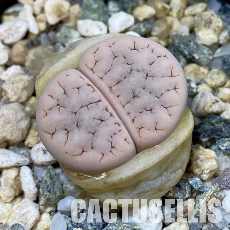 SH33184 Lithops gracilidelineata