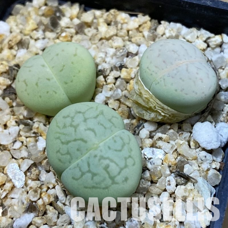 SH33185 Dinteranthus vanzylii 'Emerald'