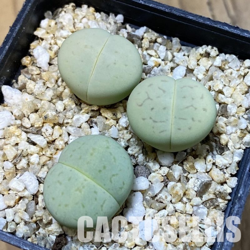 SH33186 Dinteranthus vanzylii 'Emerald'