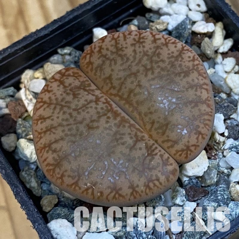 SH33187 Lithops pseudotruncatella v. alpina
