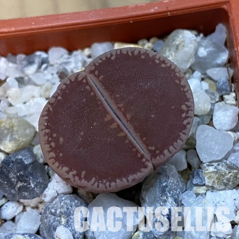SH33142 Lithops aucampiae 'KO'