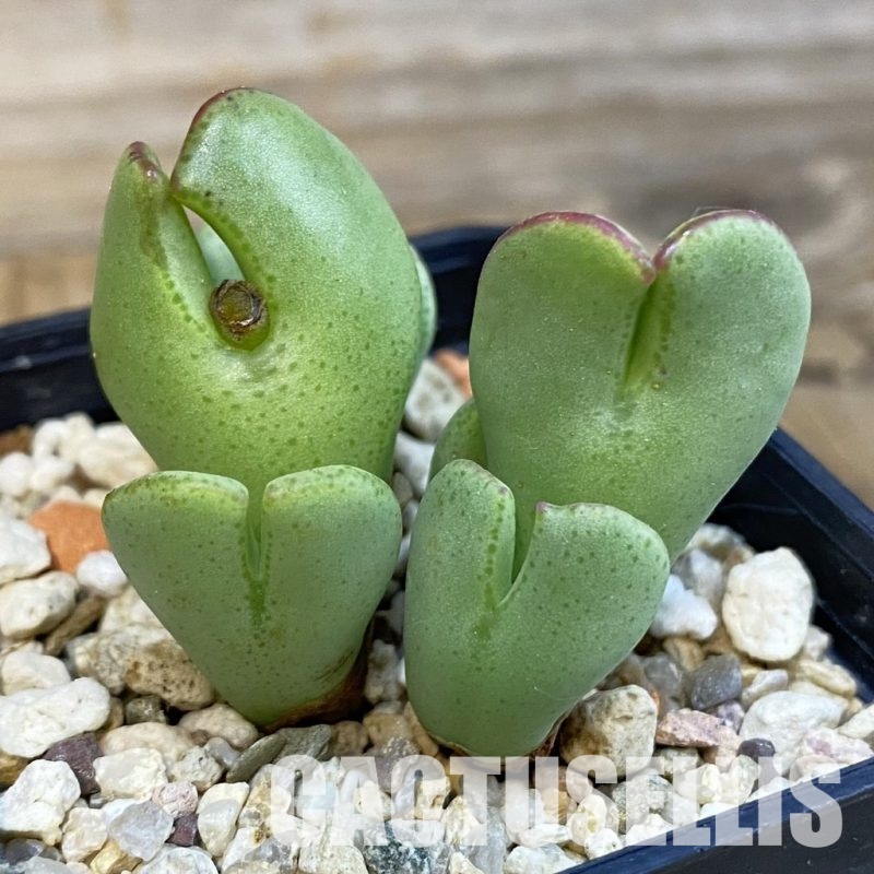 SH33189 Conophytum bilobum