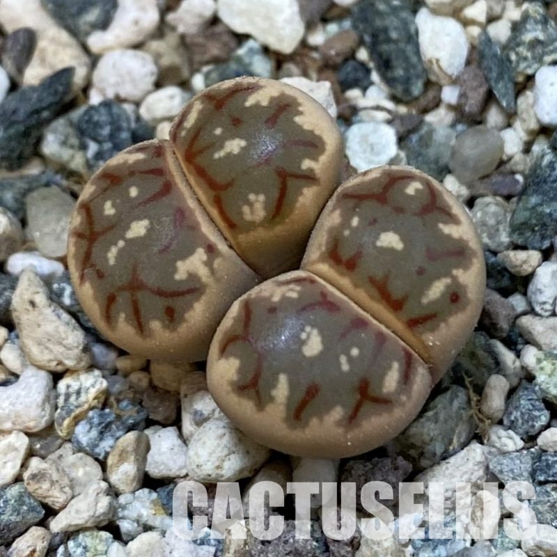 SH33190 Lithops dorotheae
