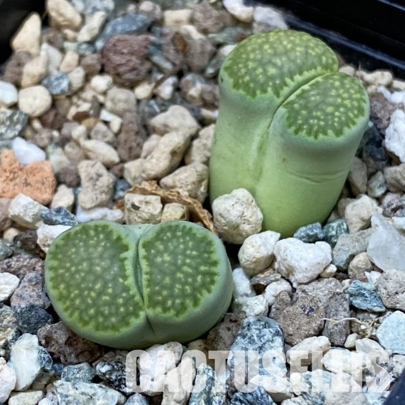 SH33191 Lithops salicola 'Malachite'