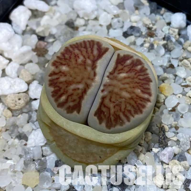 SH33192 Lithops julii 'Kikushogiyoku'