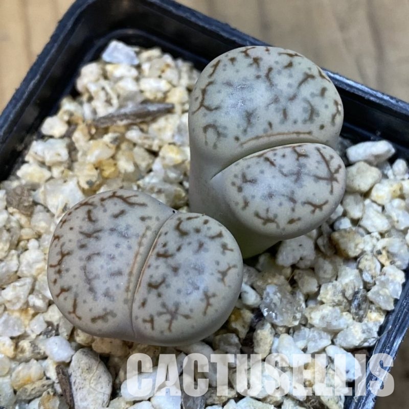 SH33194 Lithops pseudotruncatella