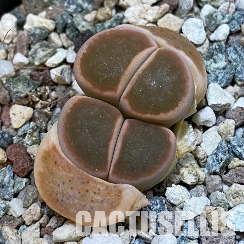 SH33196 Lithops karasmontana ssp. bella ‘Ironstone’