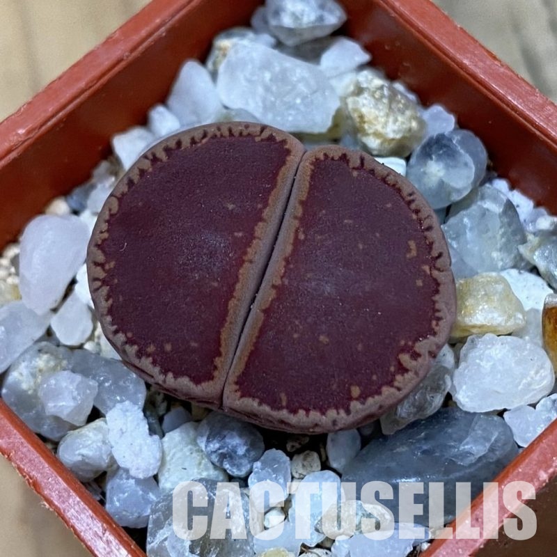 SH33143 Lithops aucampiae 'KO'