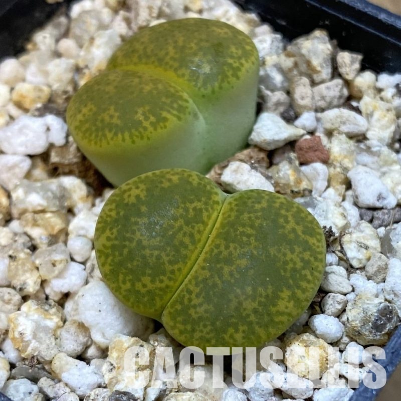 SH33197 Lithops lesliei v. albinica