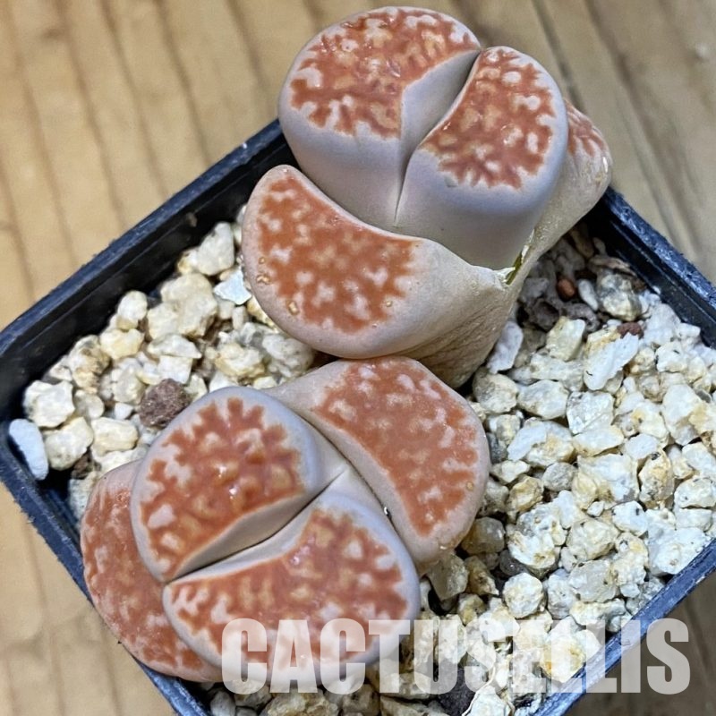 SH33198 Lithops karasmontana v. mickbergensis