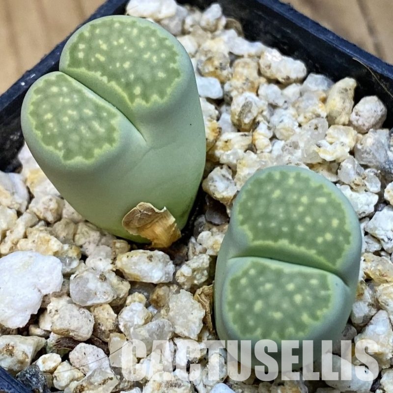 SH33199 Lithops salicola 'Malachite'