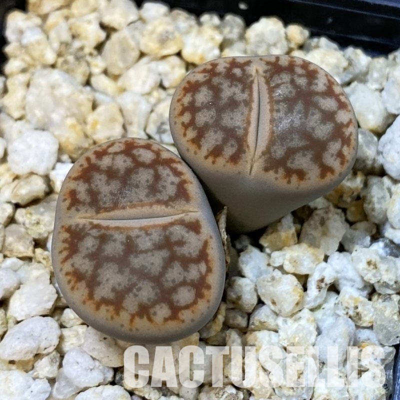 SH33201 Lithops pseudotruncatella v. alpina