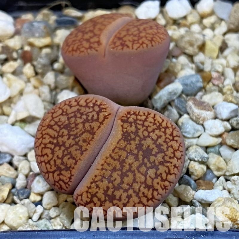 SH33202 Lithops aucampiae v. koelemanii