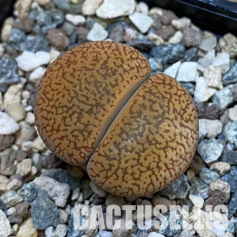 SH33203 Lithops aucampiae v. koelemanii