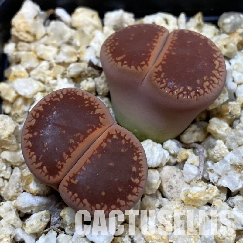 SH33204 Lithops aucampiae