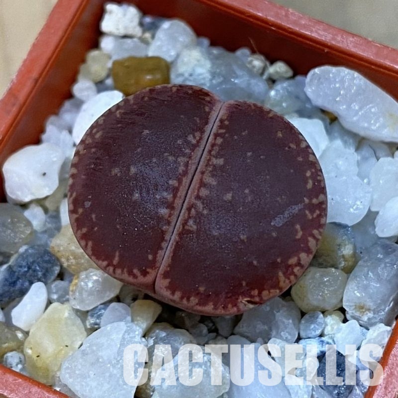 SH33144 Lithops aucampiae 'KO'