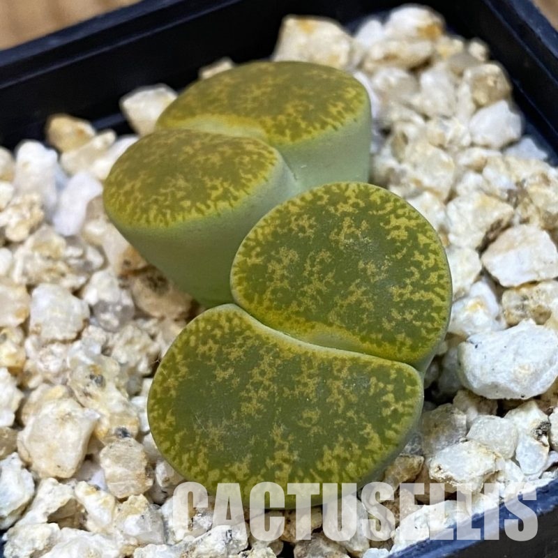 SH33205  Lithops lesliei v. albinica