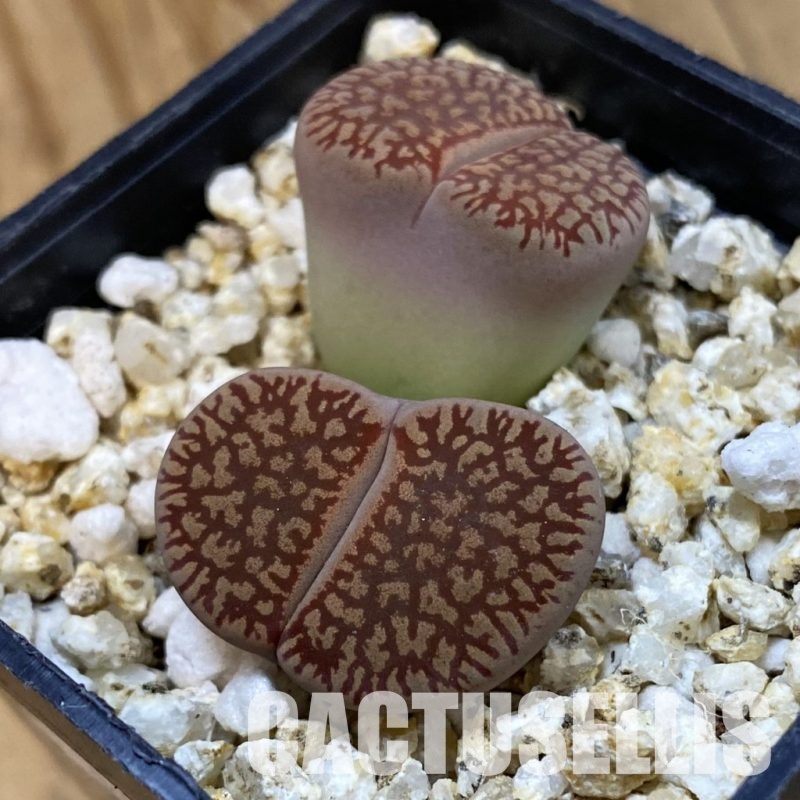 SH33206 Lithops aucampiae v. euniceae
