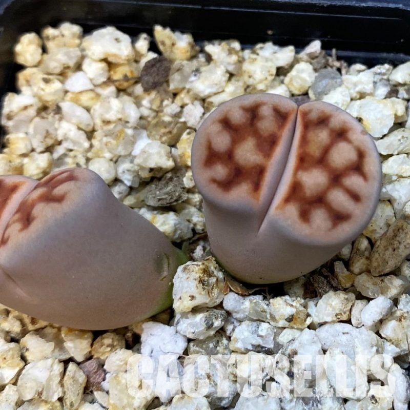 SH33207 Lithops karasmontana v. summitatum