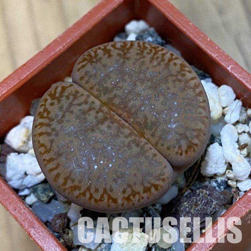 SH33209 Lithops pseudotruncatella v. alpina