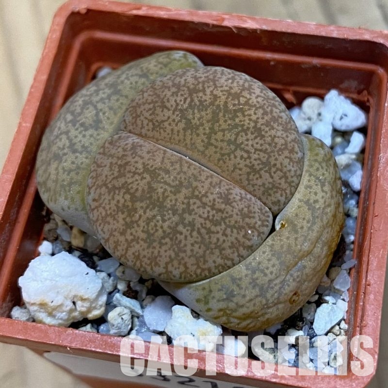 SH33210 Lithops lesliei ‘Albinigold’ x aucampiae ‘Storms´s Snowcap’
