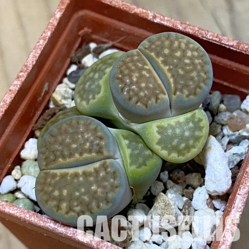 SH33211 Lithops hallii v. ochracea ‘Green Soapstone’