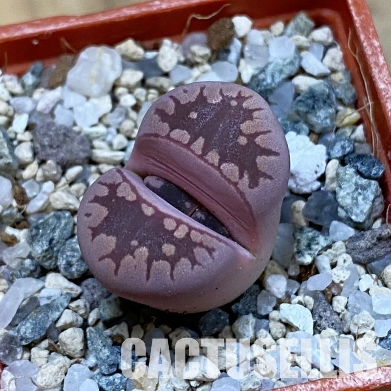 SH33212 Lithops otzeniana ‘Cesky Granat’