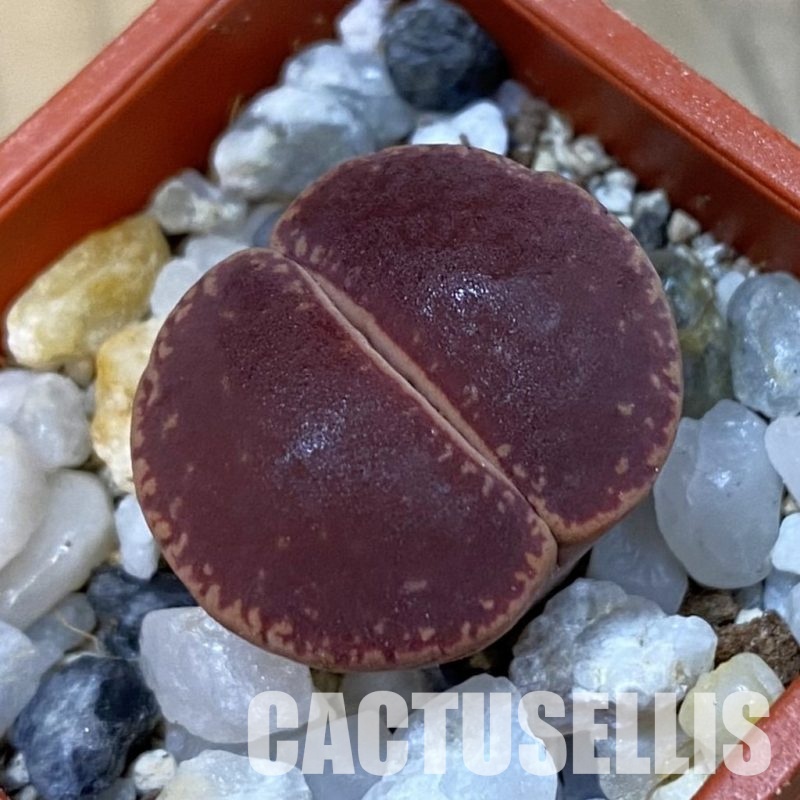 SH33145 Lithops aucampiae 'KO'