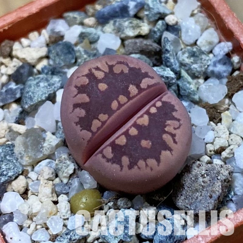 SH33213 Lithops otzeniana ‘Cesky Granat’