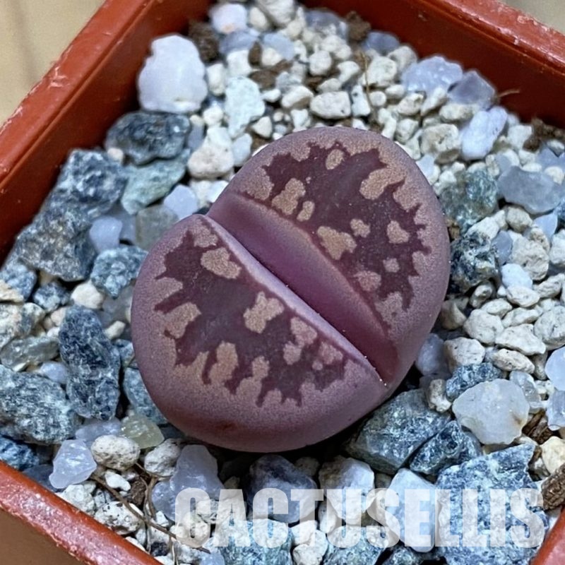 SH33214 Lithops otzeniana ‘Cesky Granat’