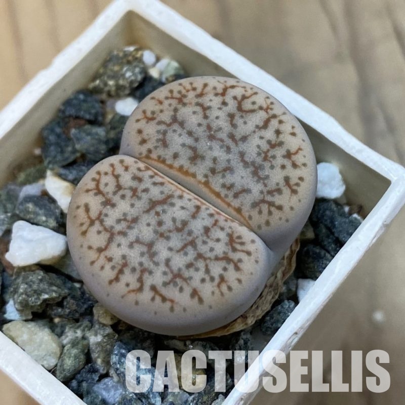 SH33216 Lithops pseudotruncatella