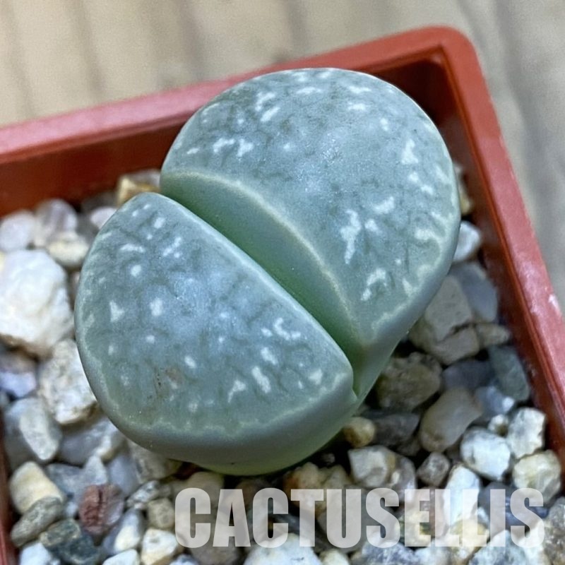 SH33217 Lithops marmorata