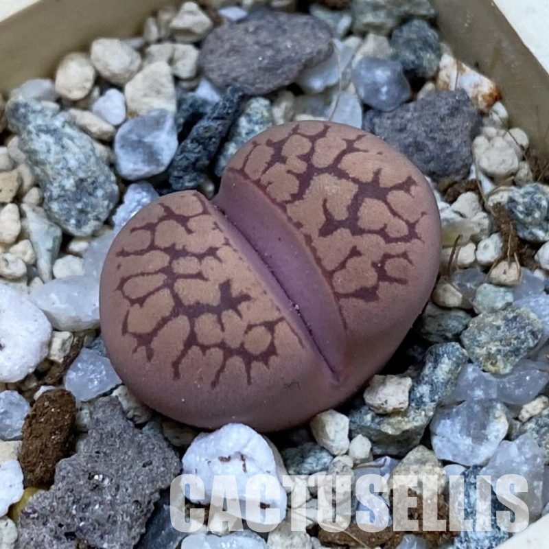 SH33218 Lithops otzeniana ‘Cesky Granat’