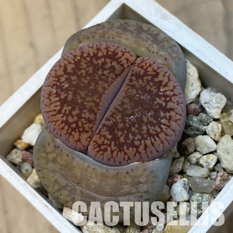 SH33219 Lithops aucampiae