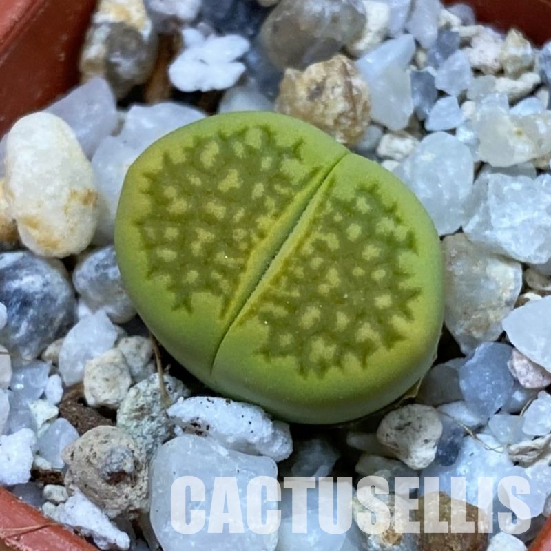SH33137 Lithops hallii 'Green Soapstone'