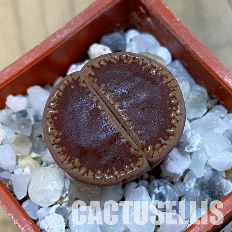 SH33146 Lithops aucampiae 'KO'