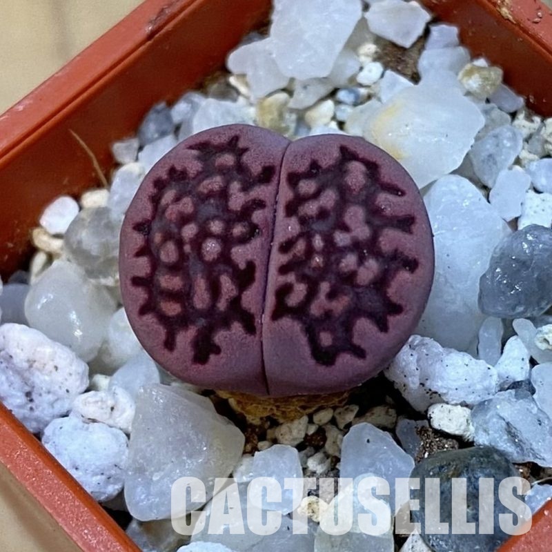 SH33147 Lithops salicola ‘Sato’s Violet’ hybrid